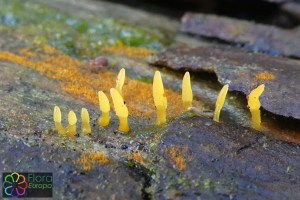 calocera glossoides (2).jpg_product_product